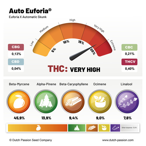 Auto Euforia terpenes and cannabinoid profile