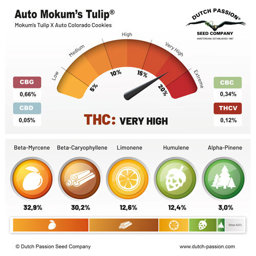 Auto Mokum's Tulip cannabinoid and terpene profile