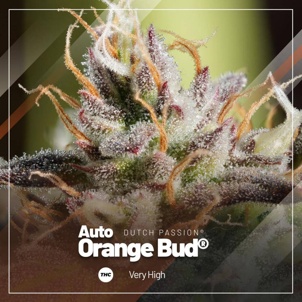 Auto Orange Bud, a citrus feast with numbing THC levels Auto Orange Bud, a citrus feast with numbing THC levels