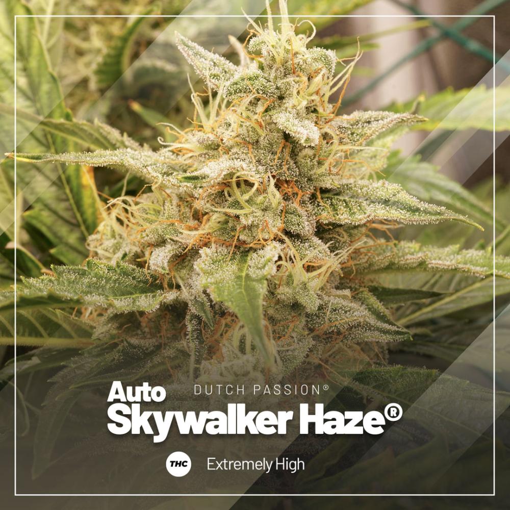 Auto Skywalker Haze is an ultra-potent sativa autoflower strain Auto Skywalker Haze is an ultra-potent sativa autoflower strain