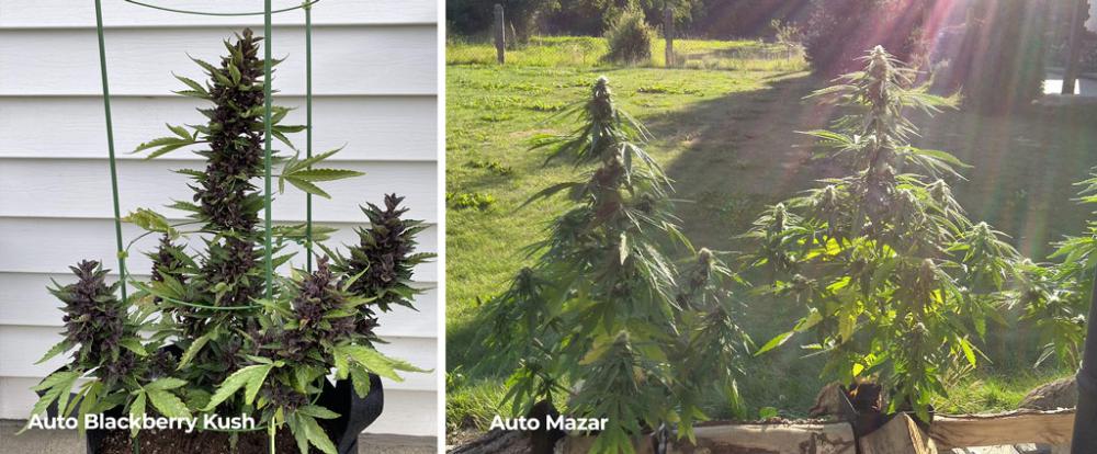 Auto Blackberry Kush and Auto Mazar plants grown outdoors