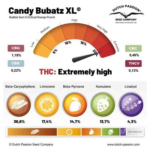 Candy Bubatz XL cannabinoid and terpene profile