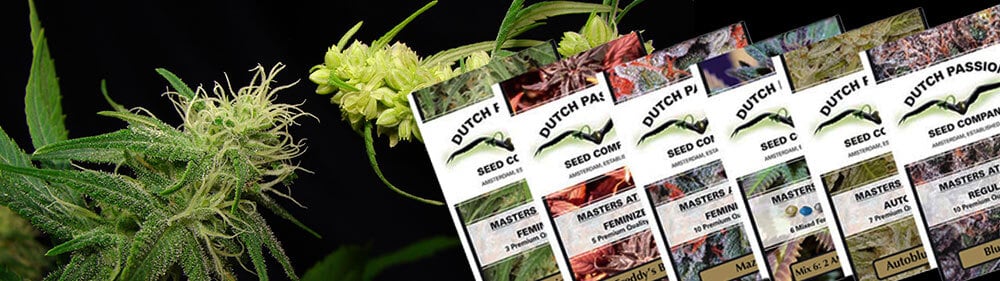 1997: Feminized cannabis seeds invention