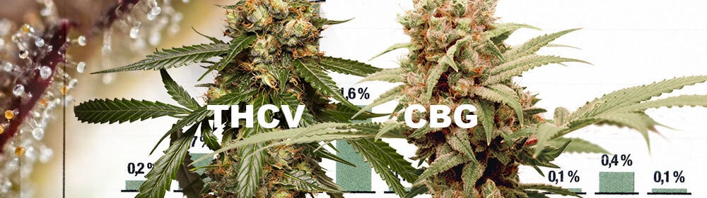 2020: First THCV/CBG strains in the world