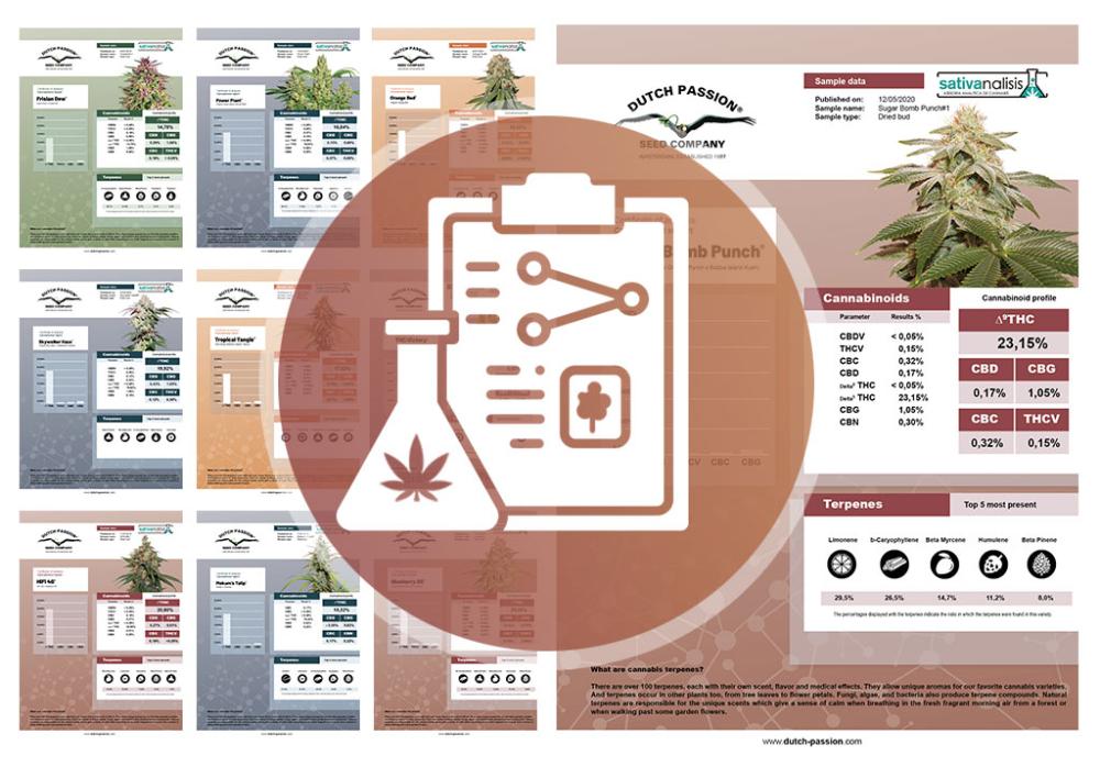 Dutch Passion cannabis seeds lab-test analysis results