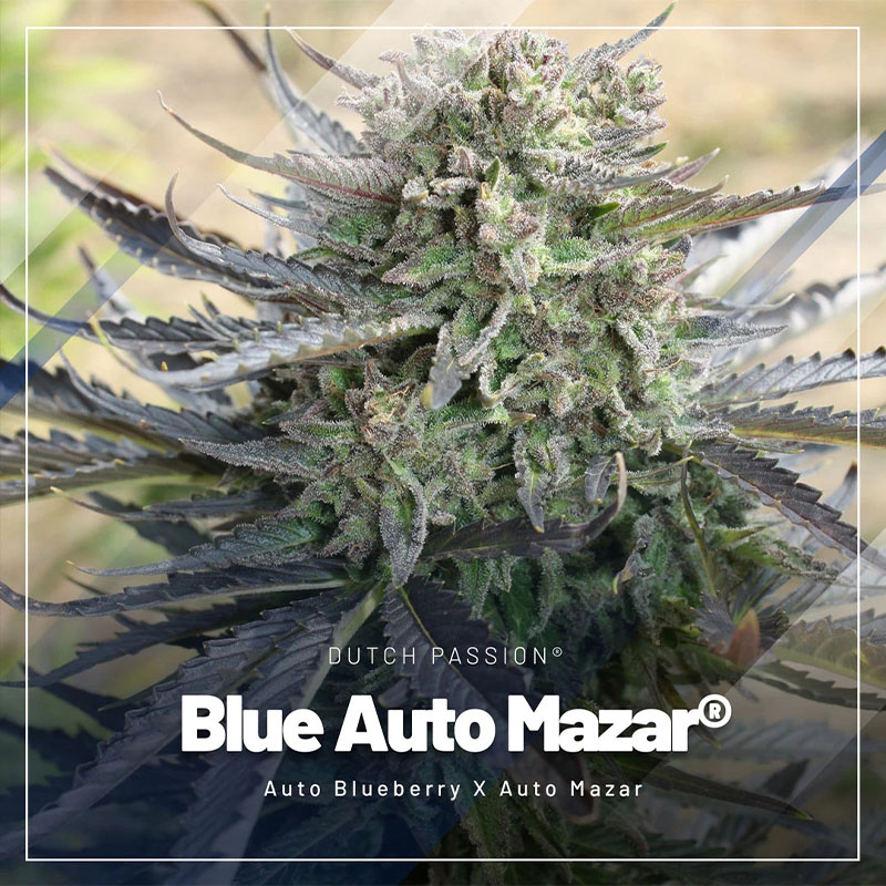 Blue Auto Mazar cannabis seeds Blue Auto Mazar cannabis seeds