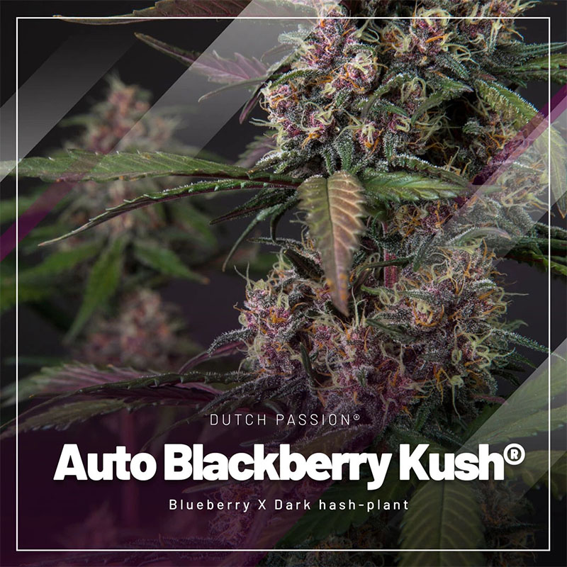 Auto Blackberry Kush cannabis seeds Auto Blackberry Kush cannabis seeds