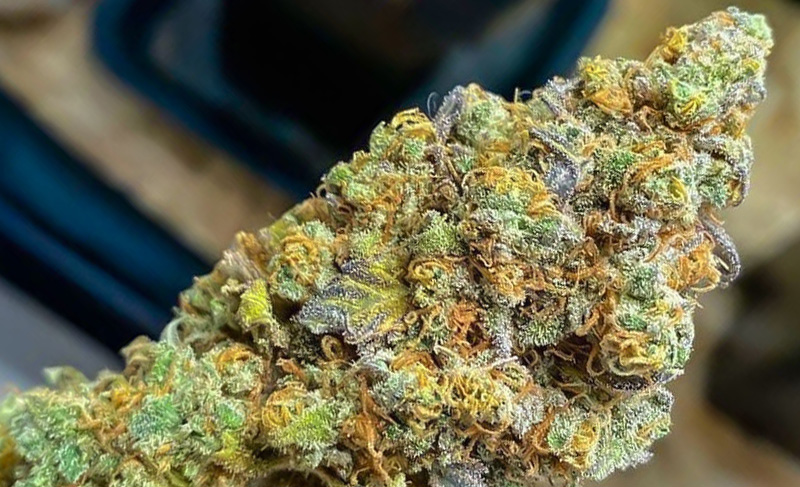Blueberry is one of the fruitiest marijuana seed varieties you have ever tasted Blueberry is one of the fruitiest marijuana seed varieties you have ever tasted