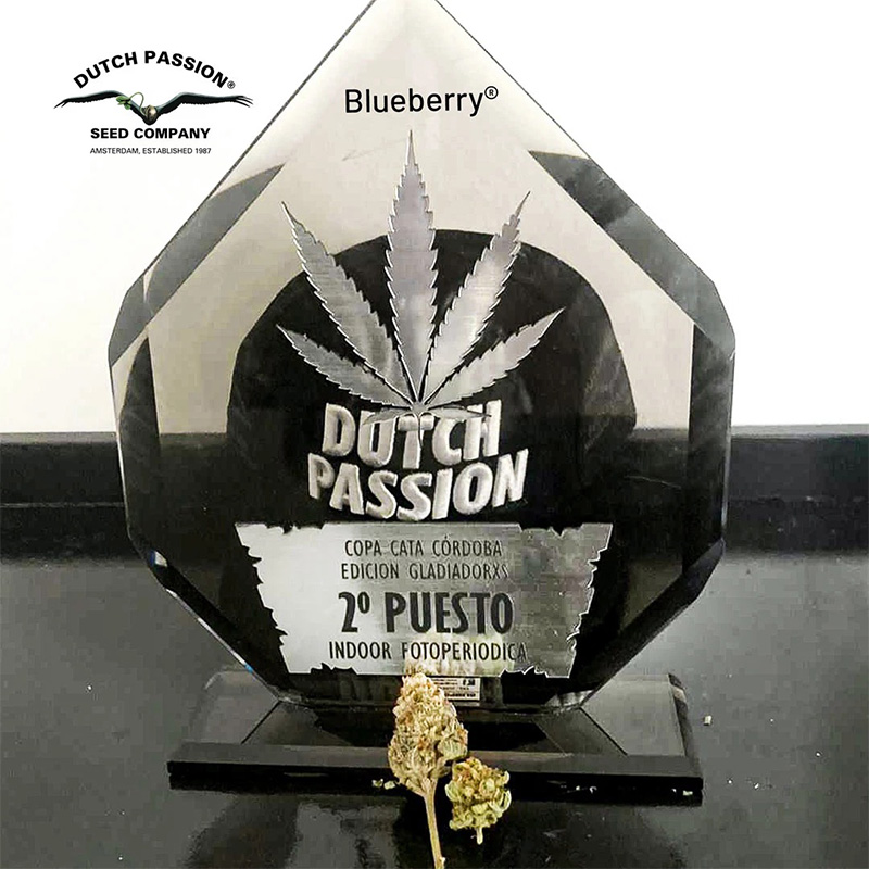 Dutch Passion's cannabis-cup winnning Blueberry genetics Dutch Passion's cannabis-cup winnning Blueberry genetics