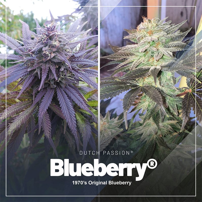 Blueberry cannabis strain: A connoisseur’s delight since 1998 Blueberry cannabis strain: A connoisseur’s delight since 1998