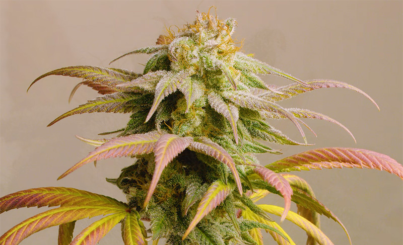 Blueberry is about 80% Indica, 20% Sativa. The genetics are primarily Afghani Indica Blueberry is about 80% Indica, 20% Sativa. The genetics are primarily Afghani Indica