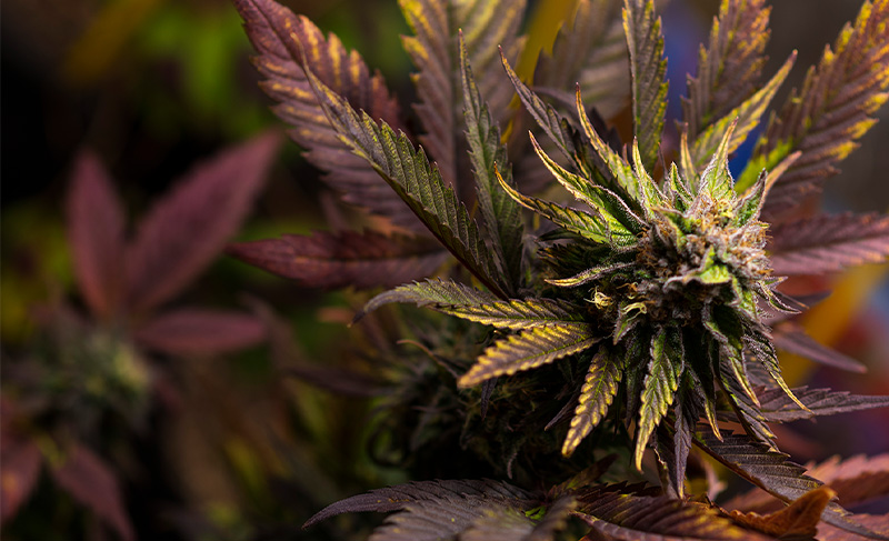 Blueberry has a famously powerful effect and the right amount of Sativa genes to make the high clear and euphoric Blueberry has a famously powerful effect and the right amount of Sativa genes to make the high clear and euphoric