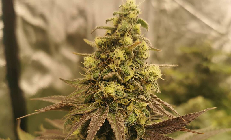 Blueberry photoperiod feminized strain grown from cannabis seeds Blueberry photoperiod feminized strain grown from cannabis seeds