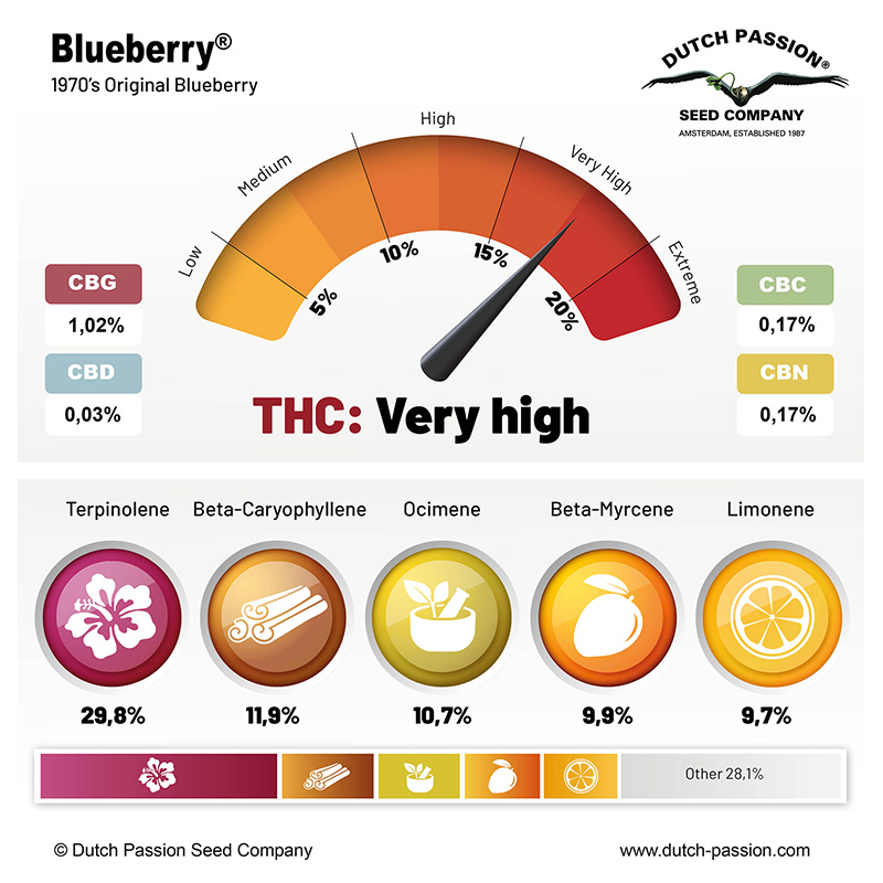 Blueberry cannabinoid and terpene profile Blueberry cannabinoid and terpene profile