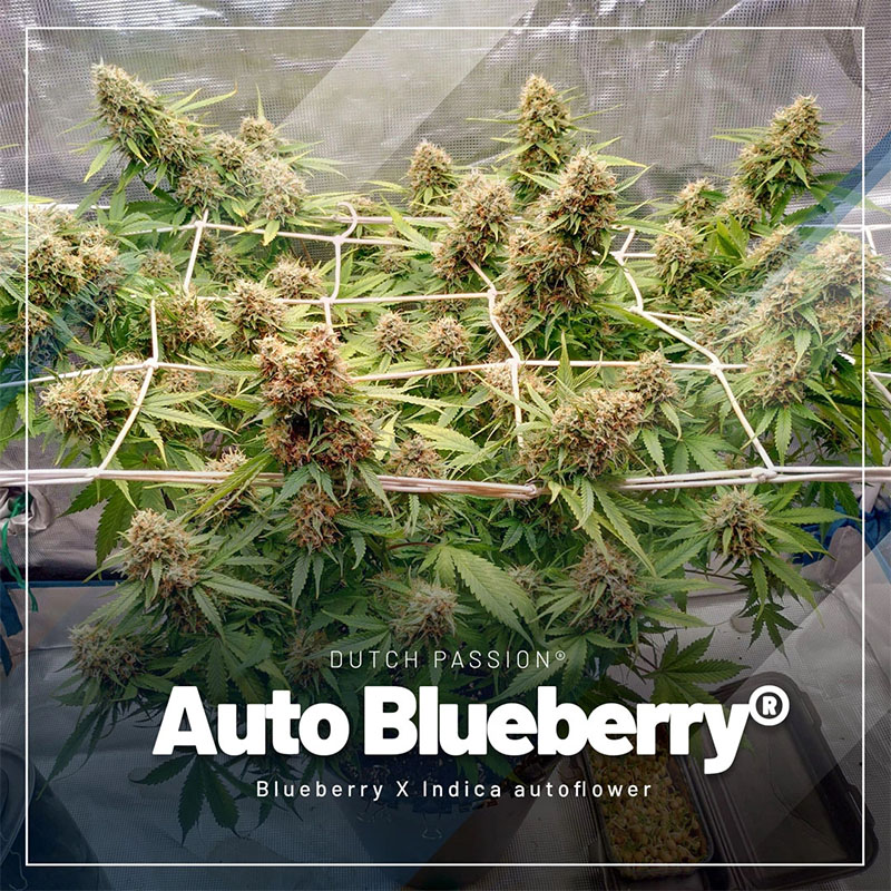 Auto Blueberry cannabis seeds Auto Blueberry cannabis seeds