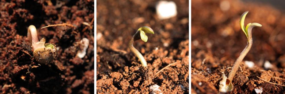 Three images of a weed seedling reaching towards the sun