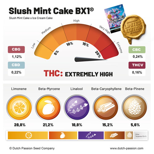 Slush Mint Cake BX1 cannabinoid and terpene profile