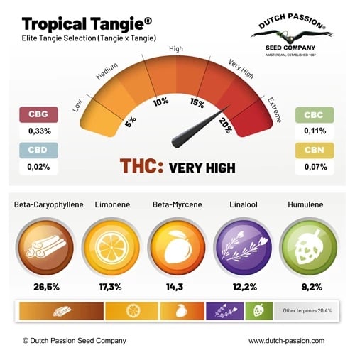 Tropical Tangie cannabinoid and terpene profile