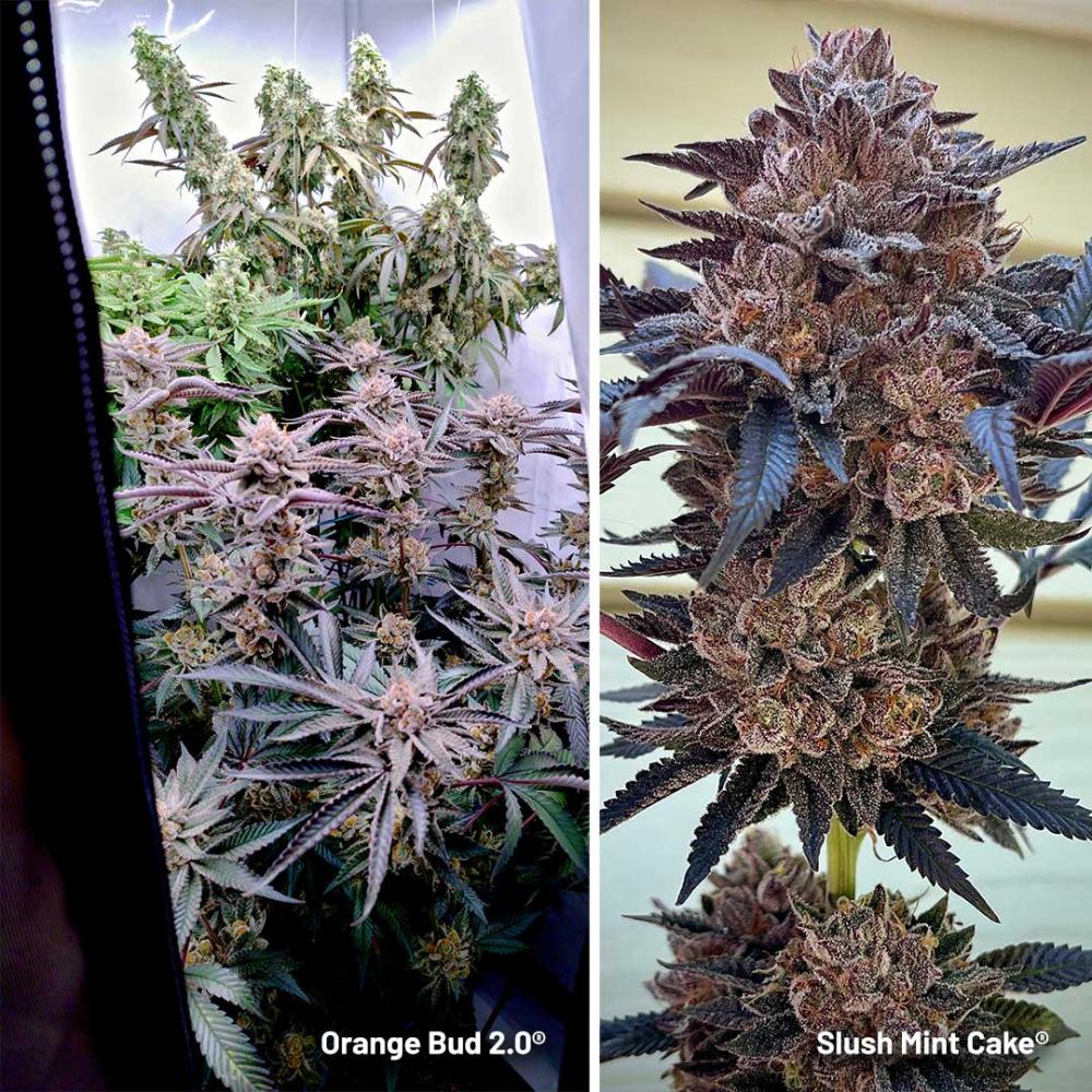 Will California growers still be able to buy Dutch and European genetics