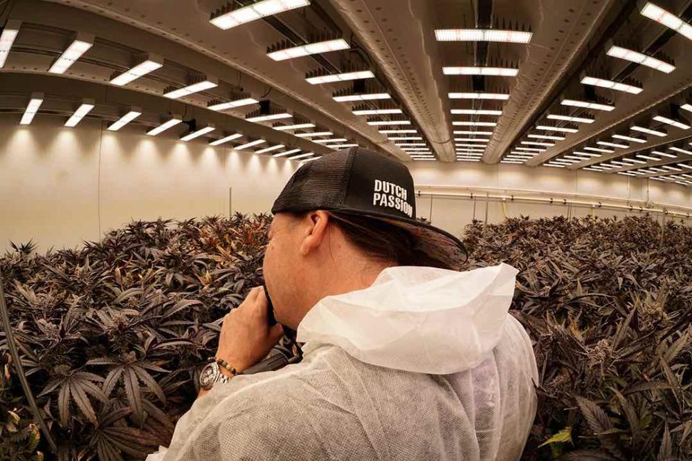 Grow championship quality cannabis seeds Grow championship quality cannabis seeds