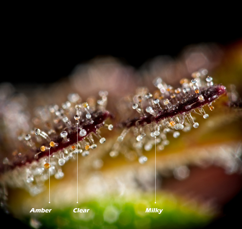 Amber, milky and clear trichomes Amber, milky and clear trichomes