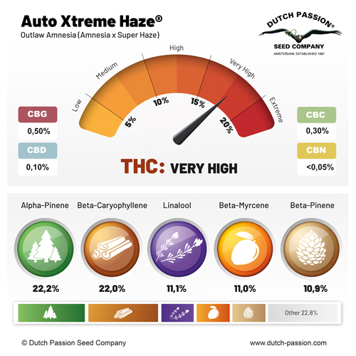 Auto Xtreme Haze cannabinoid and terpene profile