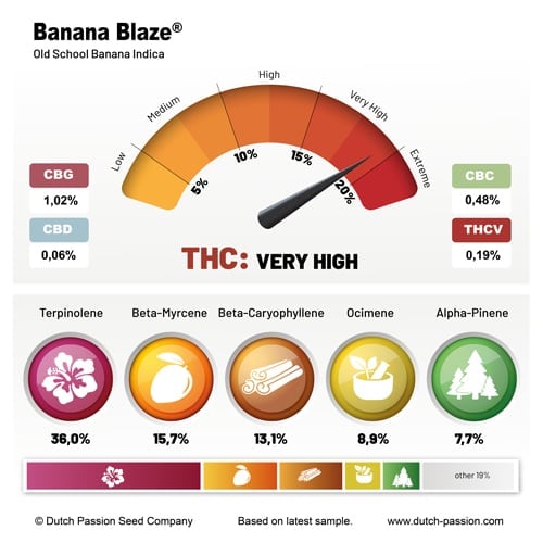 Banana Blaze cannabinoid and terpene profile