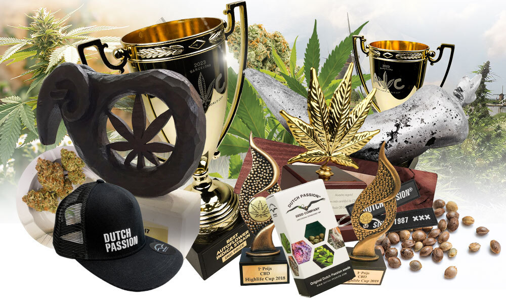 Buy original Dutch Passion seeds straight from the source Buy original Dutch Passion seeds straight from the source