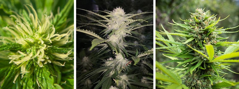 Cannabis growth stages breakdown: flowering stage Cannabis growth stages breakdown: flowering stage
