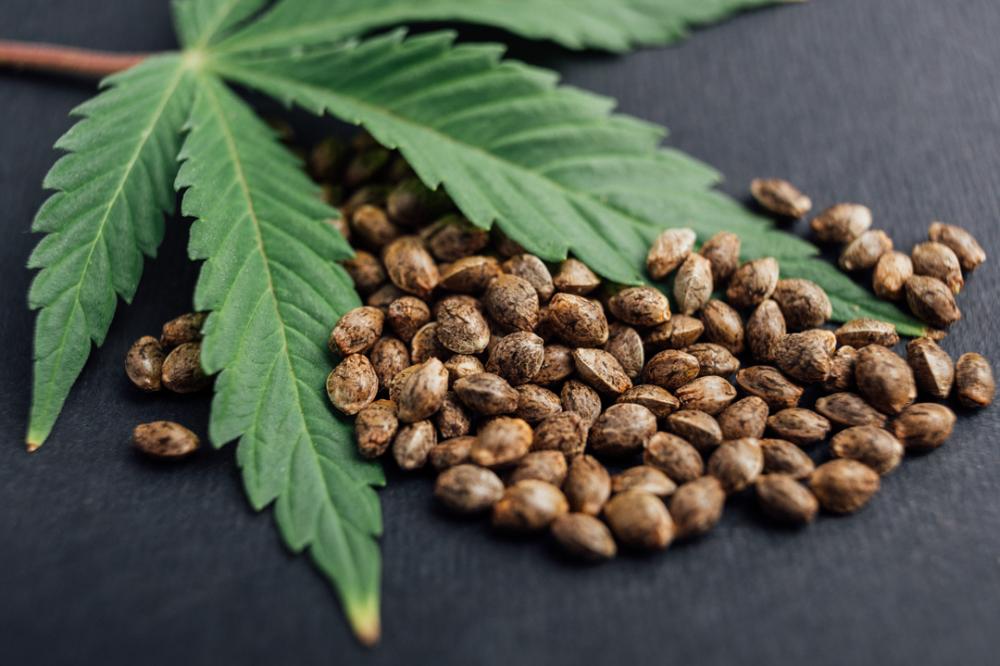 A weed leaf lying on a pile of cannabis seeds