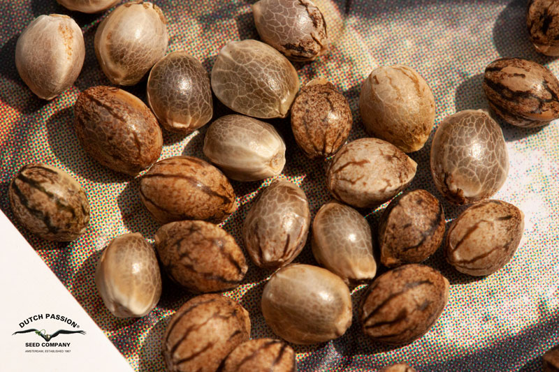 A macro image of a bunch of cannabis seeds with different sizes, colors and patterns