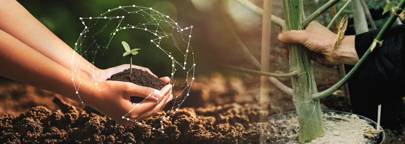 Cannabis growth stages breakdown: germination Cannabis growth stages breakdown: germination