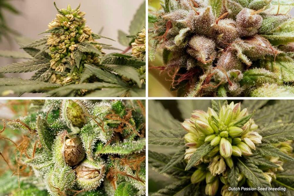 Seed breeding by Dutch Passion