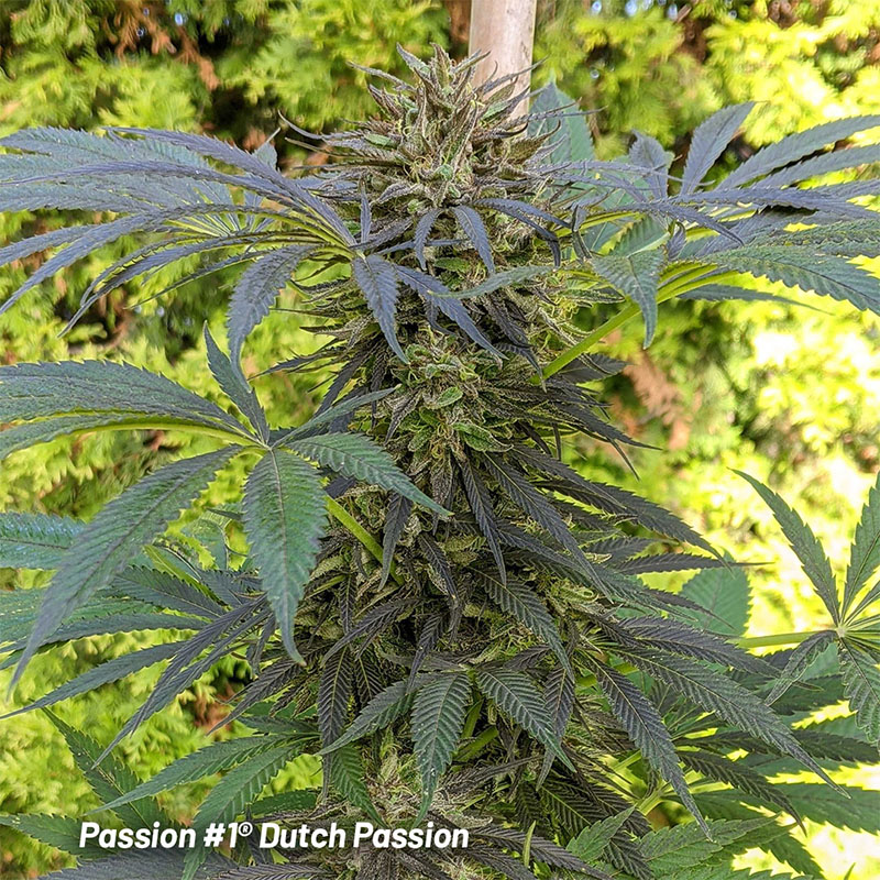 Passion #1 cannabis seeds grown outdoors