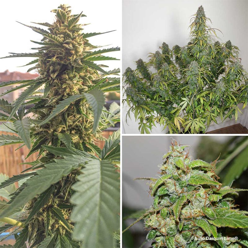 Auto Daiquiri Lime cannabis seeds