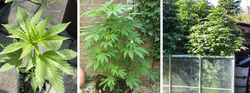 Cannabis growth stages breakdown: vegetative stage Cannabis growth stages breakdown: vegetative stage