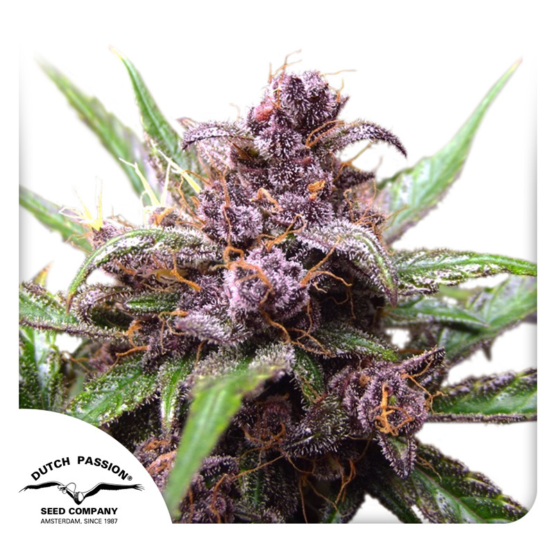 auto-blackberry-kush-dutch-