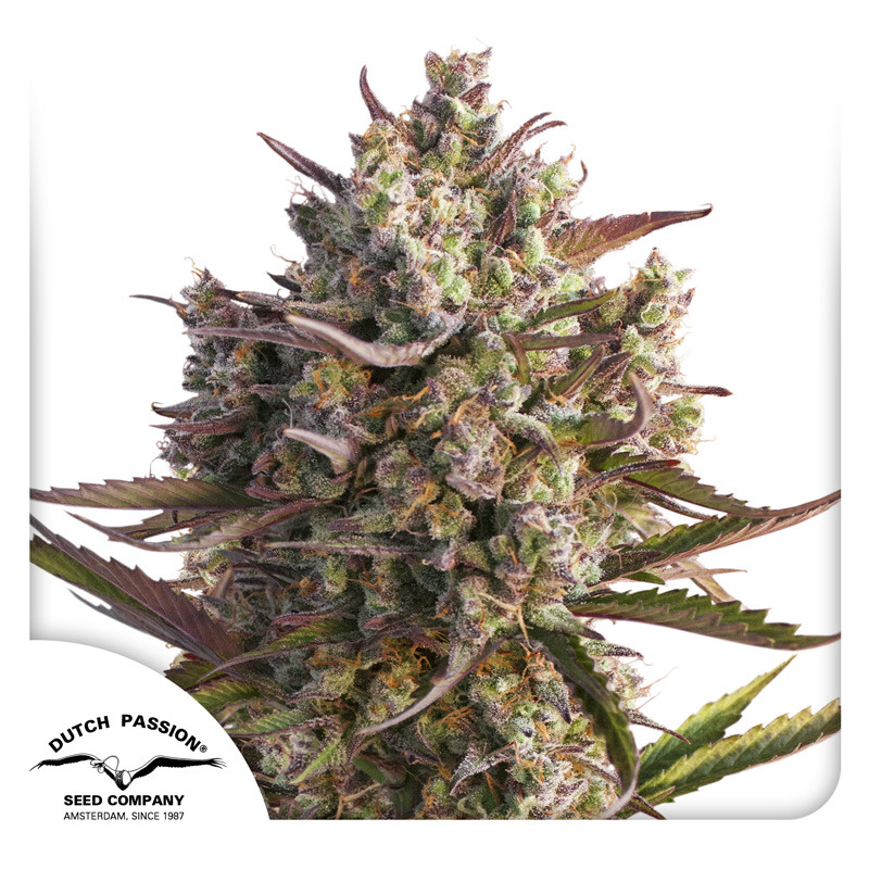 Blueberry Auto