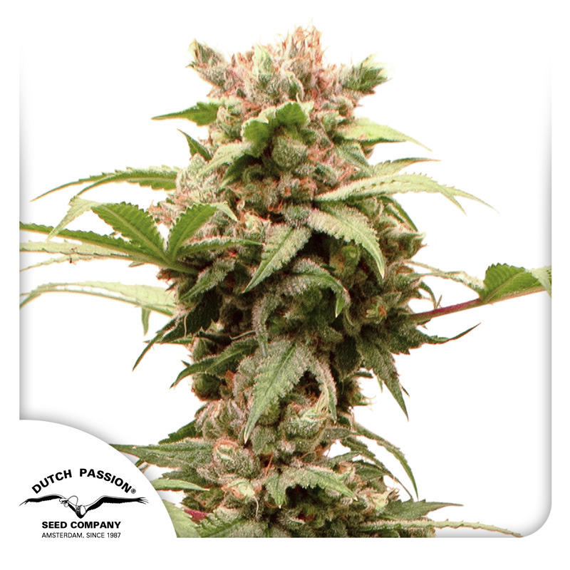 CBG-Force Auto