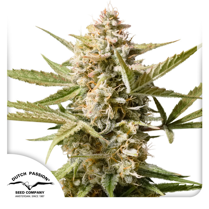 Cinderella Jack Auto