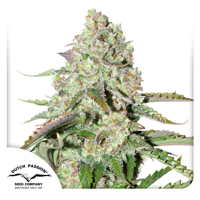 Colorado Cookies Auto