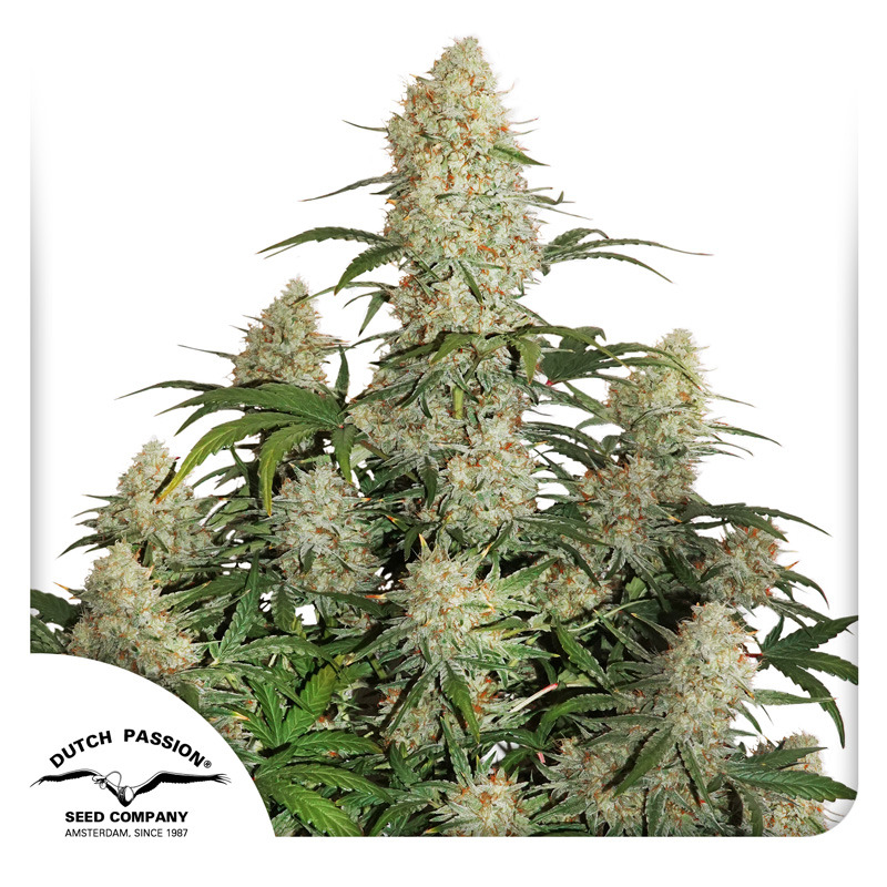 Critical Orange Punch Auto