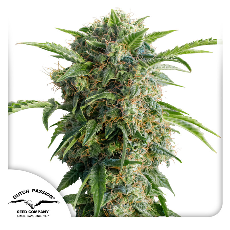 Daiquiri Lime Auto