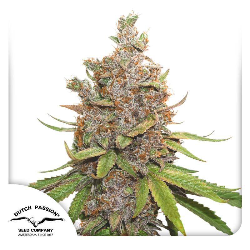 Glueberry OG Auto