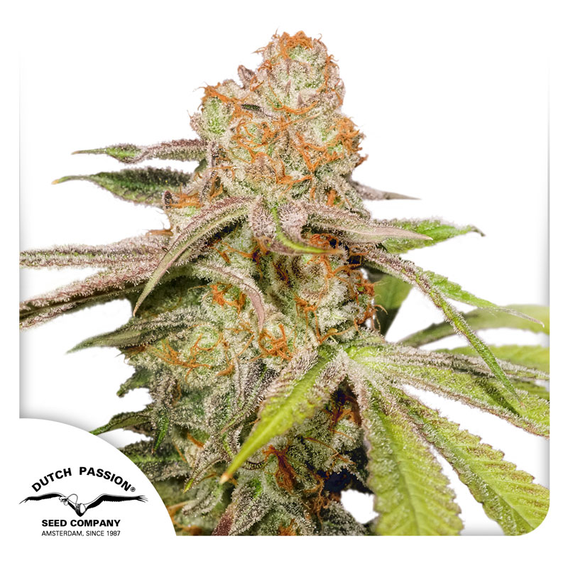 Mac #1 Auto