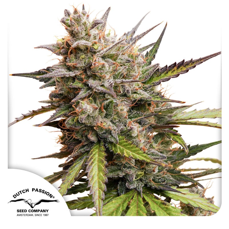 Melonade Runtz Auto