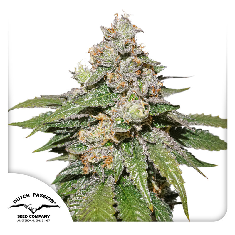 Mokum's Tulip Auto