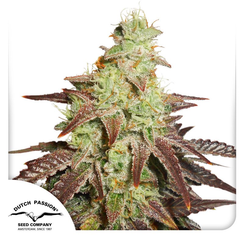 Night Queen Auto