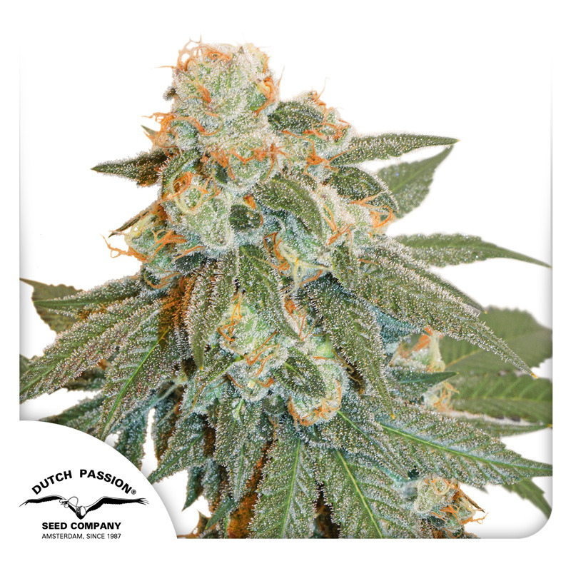 Orange Bud Auto
