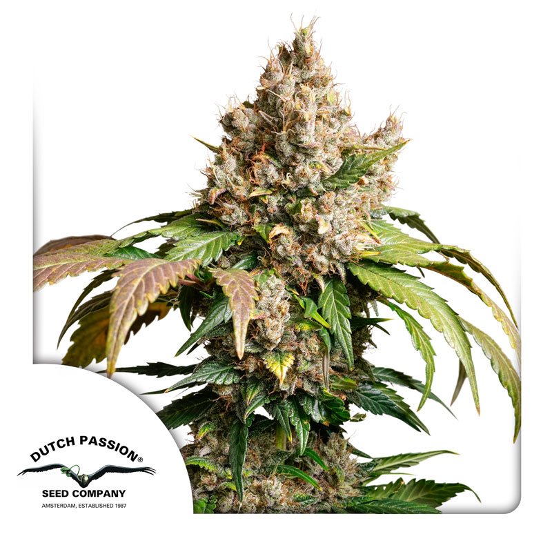 Red Tropicana Cookies Auto